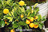 vrt - Pajki na citrusnih drevesih