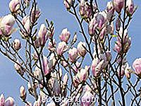 Magnolia trädvarianter rekommenderas för västra Washington