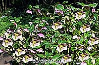 Garten - Wie man die Fastenrose pflanzt