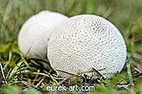 giardino - Fungus Puffballs sul mio prato