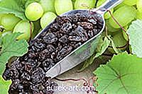 giardino - Come coltivare l'uva senza semi Thompson