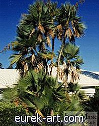 vrt - Kako obrezati palmo z datumom