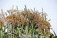 sodas - Kas yra kukurūzų kutai?