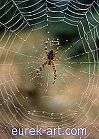 حديقة - الاختلافات بين حرير العنكبوت والحرير الداكن