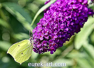 Odrody trpaslíka motýľa Bush
