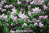 jardim - Arbustos floridos que crescem na Virgínia