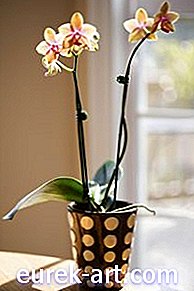 Jak udržet orchidej naživu uvnitř