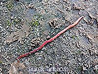 tuin- - Informatie over rode Wiggler-wormen