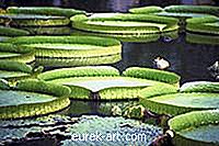 حديقة - حقائق زنبق الماء العملاقة