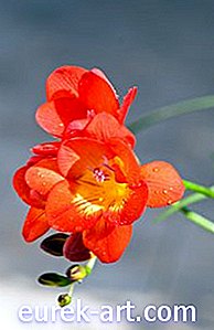 Hoa Florist: Hoa giống như Freesia là gì?