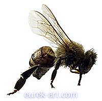 Cómo atraer a las abejas melíferas a una colmena de barra superior vacía