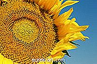 Cum se recoltează semințele de floarea soarelui