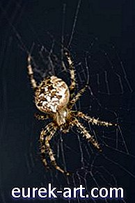 башта - Врсте опасних паука