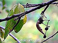 Bruna fläckar på Azalea Leaves