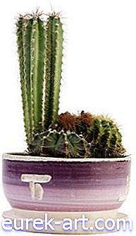 záhradné - Ako ušetriť Frost-Bitten Cactus