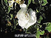 Wat te doen als een Gardenia Bush bevriest