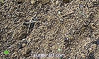 grădină - Ce tipuri de sol preferă viermii de pământ?