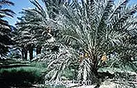 Garten - So entfernen Sie schwarzen Pilz auf Palmen