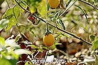 حديقة - لماذا تتحول ثمرة الباذنجان إلى اللون الأصفر؟