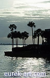 Können Sie eine Florida Sabal-Palme fällen?