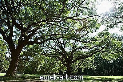 tuin- - Pin Oak Tree Diseases