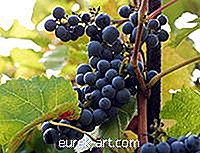 vrt - Naredite vino z močnim grozdjem