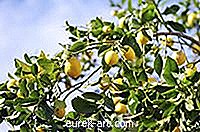 башта - Како се зими бринути за дрво лимуна