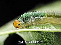 градина - Какви са враговете на Caterpillar?