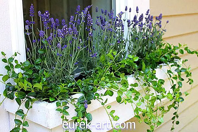 kert - A legjobb évelő növények ablakdobozokba ültetésre