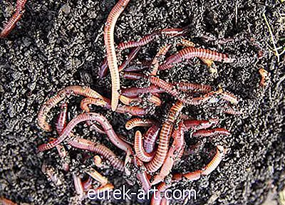 Earthworms หายใจได้อย่างไร