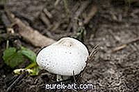 Как быстро растут грибы?