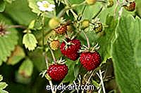 jardín - Cómo plantar fresas en Missouri