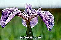 jardin - Quand creuser des bulbes d'iris?