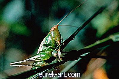 정원 - Grasshoppers를 잔디에서 죽이는 방법
