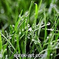 vrt - Najbolje sjeme trave za lošu odvodnju