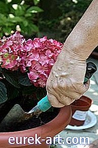 сад - Як посадити квіти в горщик