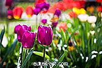 have - Sådan forplantes tulipaner