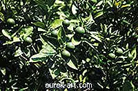 حديقة - كيفية رعاية شجرة الليمون مع أوراق لولبية