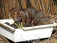 zahrada - Jak se zbavit potkanů ​​v grilu