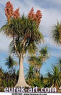Kako narediti gnojilo iz palmovih dreves