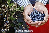 Cara Menanam Blueberry di Wisconsin