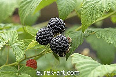 taman - New York Native Wild Berry Plants