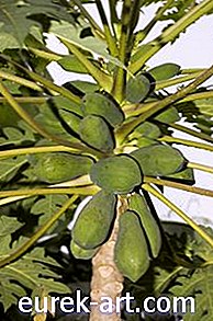 hage - Egenskapene til papaya blad insektmiddel