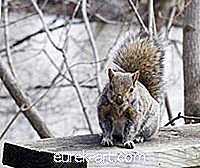 jardim - Como parar os esquilos de mastigar os peitoris