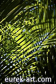 Garten - Palmen mit flachen nichtinvasiven Wurzeln