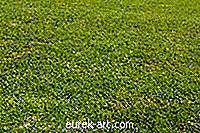 ogród - Problemy z trawą z białymi małymi muchami