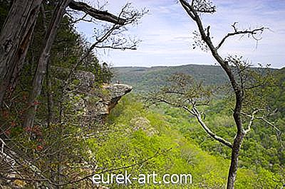 Alkuperäiset Arkansasin puut ja kasvit