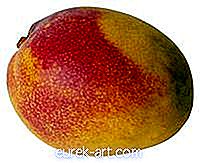 Kaip iš sėklų užauginti „Alphonso Mango“