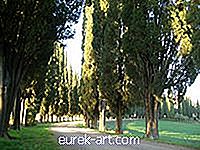 Slik transplanterer du Leyland Cypress Trees
