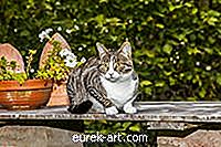 Garten - Halten Mottenkugeln Katzen von Ihrem Garten fern?